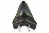 Fossil Megalodon Tooth - Polished Tip #130831-2